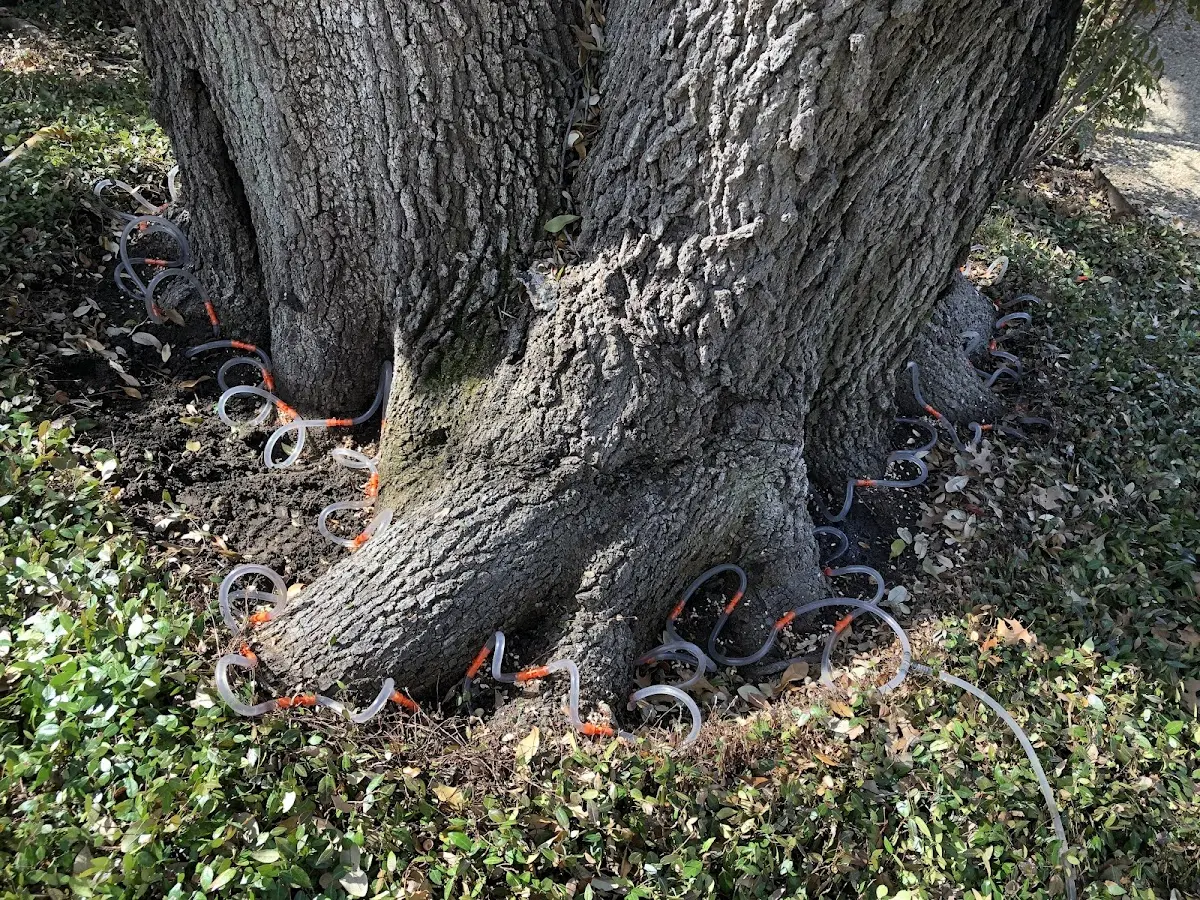 Detailed Shrub and Hedge Trimming job site in Ennis