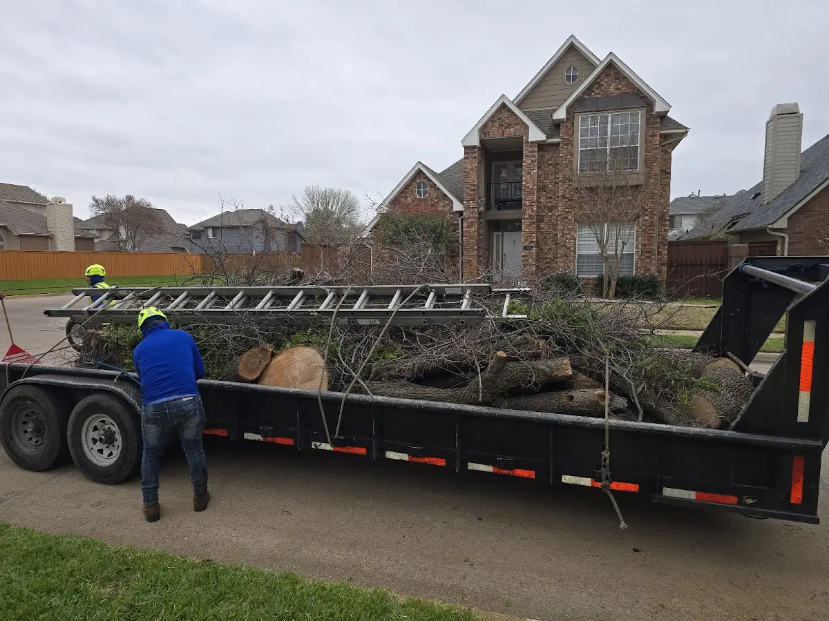 Expert Tree Fertilization with proper safety equipment in Ennis
